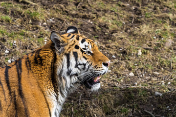 Tiger - Panthera tigris