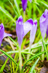 The field with crocuses in the wild nature