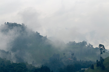 Mist in the cloud forest at the Recinto del Pensamiento nature reserve near Manizales, Colombia.
