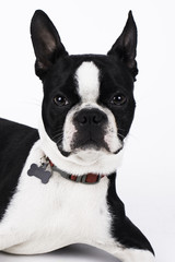 Boston Terrier 