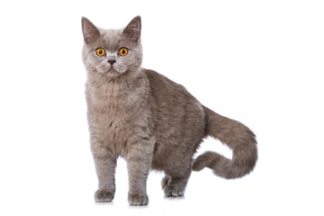 Britisch Kurzhaar Kätzchen