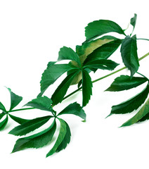 Branch of green grapes leaves (virginia creeper foliage)