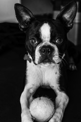 Boston Terrier