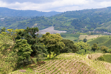 A verdent green valley dotted with newly planted coffee bushes near Chinchina, Colombia.