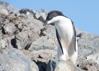 Naklejka premium Very shy Adelie Penguin at Yalur Island in Antarctica.