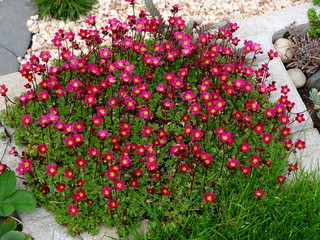 Moos Steinbrech Saxifraga
