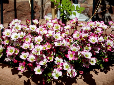 Moos Steinbrech Saxifraga