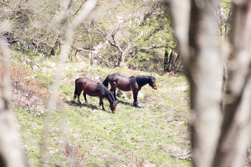 Obraz na płótnie Canvas horses quietly grazing