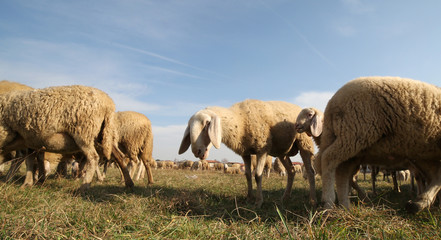sheep of a large flock grazing in winter