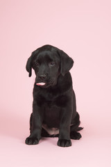 Chocolate Labrador puppy on pink background