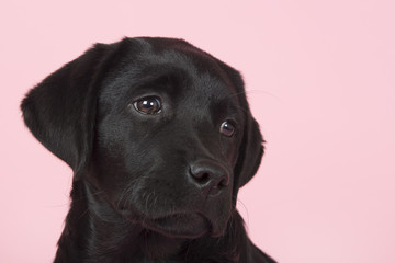 Chocolate Labrador puppy on pink background