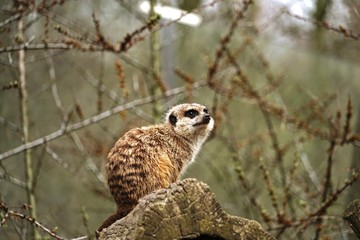 ..............Suricata suricatta, Erdmännchen, Tiere, Säugetiere, Tiergarten, Zoo