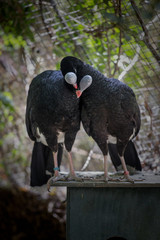 Birds, Flamingo, Cuckoo, Owl, flying, Magpie, Egret, beak, Hawk