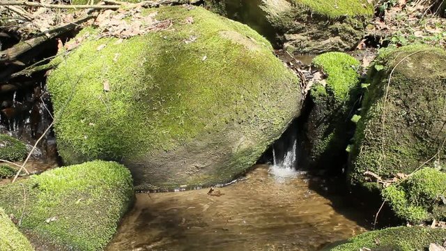 forest stream, spring water.