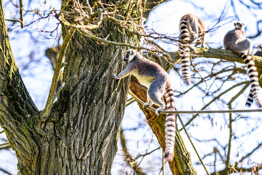Kattas playing on trees