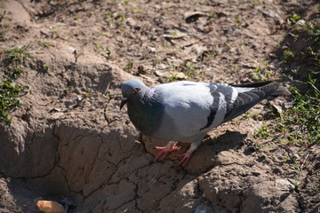 Palomas
