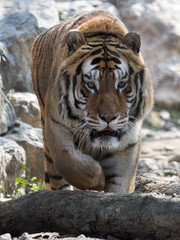 The Siberian tiger (Amur tiger) tiger walking toward me