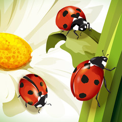 Ladybird illustration. Set of three ladybirds isolated on chamomile and leaves. Can be used in different ways of design, appearance, cover, etc. Vector - stock