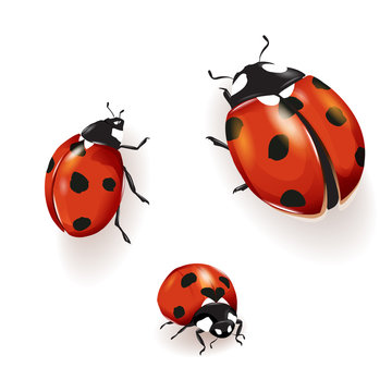Ladybird illustration. Set of three ladybirds isolated on white. Can be used in different ways of design, appearance, cover, etc. Vector - stock.