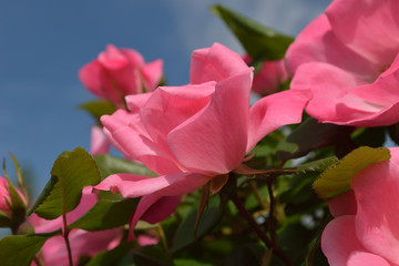 Fototapeta premium Pink Roses