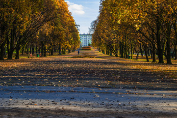 Silesian Park in Katowice. Parkway in autumn with gold trees.