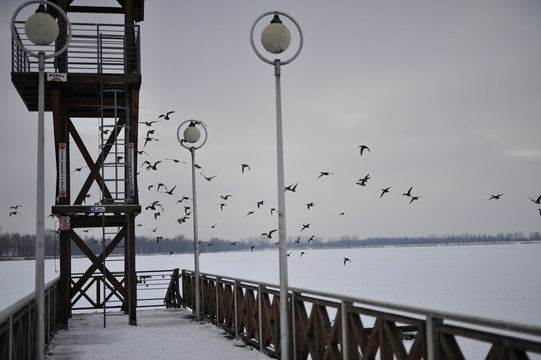 Flying birds by the frozen jetty at Pogoria 3 Dabrowa Gornicza  during winter day