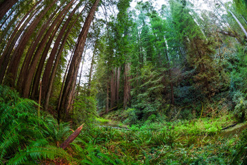 Scenic view of beautiful evergreen sequoias forest