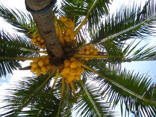 Noix de coco sur un cocotier