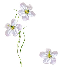 Flowering branch of apple isolated on a white background. Spring