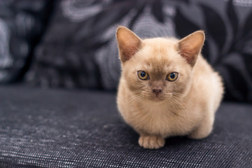 Beige kitten sitting on gray sofa