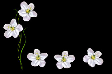 Obraz premium Flowering branch of apple