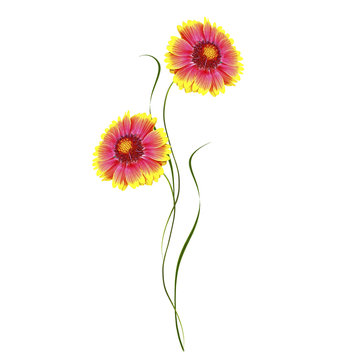 pink yellow flowers on white background clip art preview