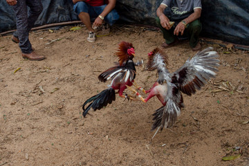 Rooster fight photographed in Cube with people betting on the side