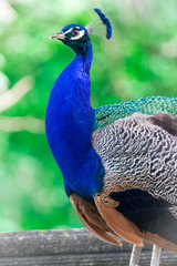 Fototapeta premium Peacock bird portrait