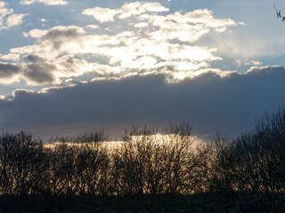 Sunset Trees
