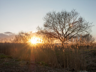 Fototapeta na wymiar Sunset Reeds