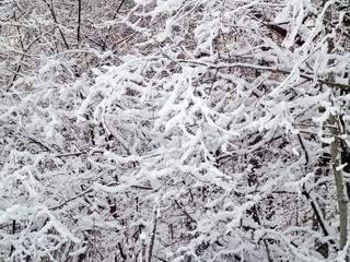 Snow on the branches of the trees