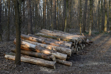 Pile of felled pine logs in the forest