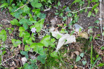 fiori del sottobosco