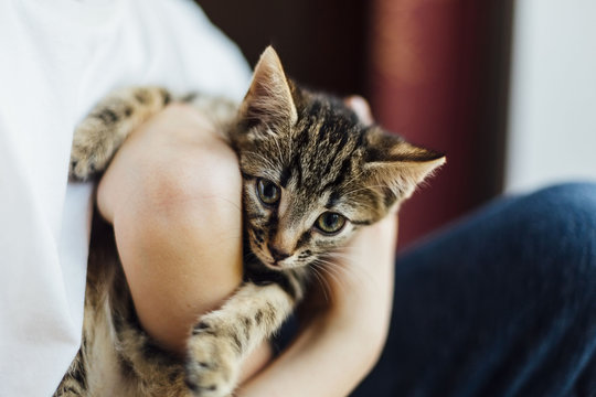 Eight week old tortoiseshell kitten being cuddled by a boy