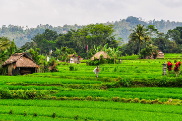 Rice fields near Bedugul in Bali, Indonesia.