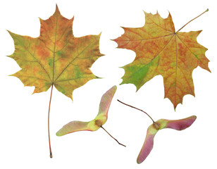 Set of leaves and maple seeds isolated on white background.