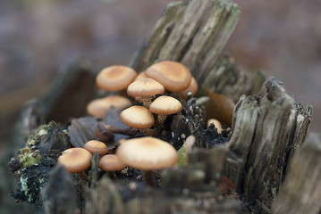 Mushrooms on a stump