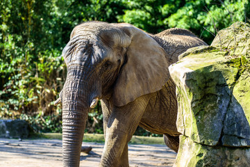 Naklejka premium Captive elephants enjoying the sun in the zoo