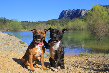 Staffordshire bull terrier in the mountain 