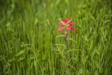 Beautiful Indian Paintbrush