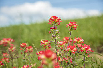 Beautiful Indian Paintbrush