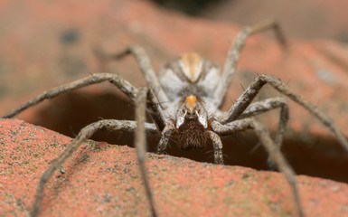 Female nursery web spider, Pisaura mirabilis