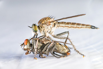 Brown Heath Robberfly (Arthropoda: Diptera: Asilidae: Machimus: Machimus cingulatus) eating a Flesh Fly (Sarcophaga crassipalpis Macquart) isolated with white background
