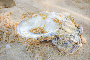 Close up of Oyster shell on the wet sand on a tropical Indian beach at evening lighting, selective focus